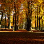 Park of Laeken