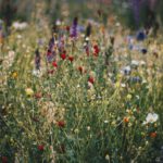 Une gare Bockstael fleurie?